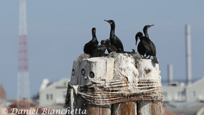 Brandt's Cormorants with chicks in nests, photo by Daniel Bianchetta