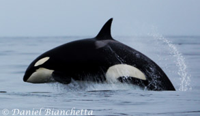 Breaching Killer Whale, photo by Daniel Bianchetta