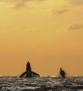 Breaching mother and calf Humpback Whales at sunset, photo by Daniel Bianchetta