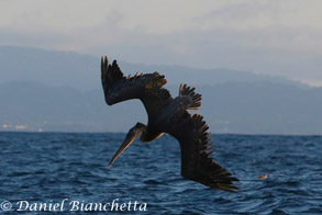 Brown Pelican diving, photo by Daniel Bianchetta