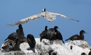 Brown Pelican over nesting Brandt's Cormorants, photo by Daniel Bianchetta