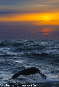 California Sea Lion porpoising at sunset, photo by Daniel Bianchetta