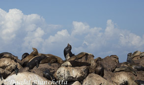 California Sea Lions, photo by Daniel Bianchetta