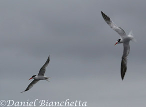 Elegant Terns, photo by Daniel Bianchetta