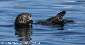 Female Sea Otter, photo by Daniel Bianchetta