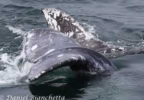 Tails of two "friendly" Gray Whales, photo by Daniel Bianchetta