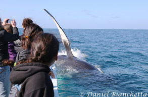 Friendly Humpback Whale, photo by Daniel Bianchetta