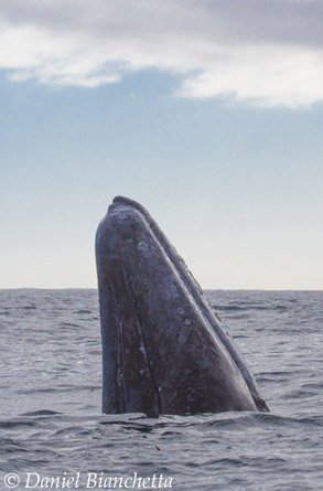 Gray Whale spyhopping, photo by Daniel Bianchetta