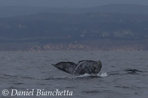 Gray Whale tail, photo by Daniel Bianchetta