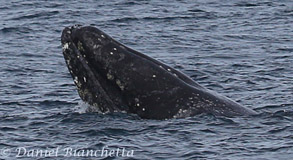 Gray Whale upside down, photo by Daniel Bianchetta