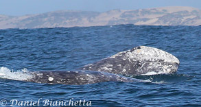 Gray Whales, photo by Daniel Bianchetta