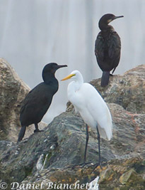 Great Egret and Brandt's Cormorants, photo by Daniel Bianchetta