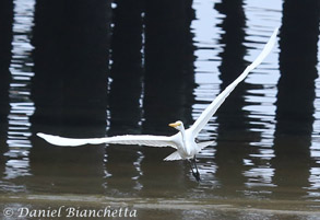 Great Egret, photo by Daniel Bianchetta