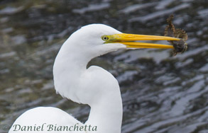 Great Egret  photo by Daniel Bianchetta