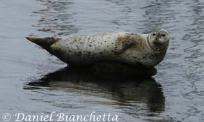 Harbor Seal, photo by Daniel Bianchetta