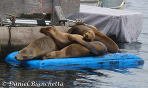 How many Sea Lions will fit on a raft, photo by Daniel Bianchetta
