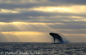 Humpback Whale breaching at sunset, photo by Daniel Bianchetta