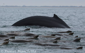 Humpback Whale among California Sea Lions, photo by Daniel Bianchetta