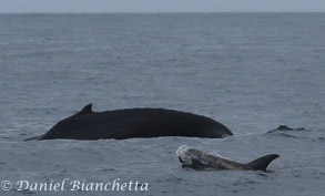 Humpback Whale and Risso's Dolphin, photo by Daniel Bianchetta