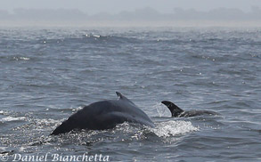 Humpback Whale And Risso's Dolphin, photo by Daniel Bianchetta