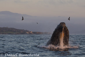 Humpback Whale at dusk, photo by Daniel Bianchetta