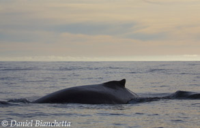 Humpback Whale, photo by Daniel Bianchetta