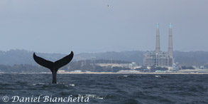 Humpback Whale near Moss Landing, photo by Daniel Bianchetta