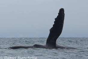 Humpback Whale pectoral fin slapping, photo by Daniel Bianchetta
