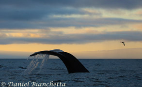 Humpback Whale tail at sunset, photo by Daniel Bianchetta