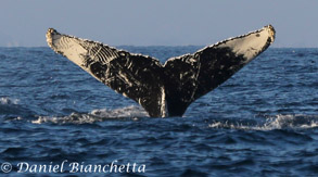Humpback Whale tail with Killer Whale rake marks, photo by Daniel Bianchetta