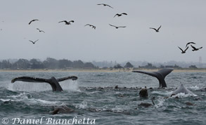 Humpback Whale tails with California Sea Lions, photo by Daniel Bianchetta