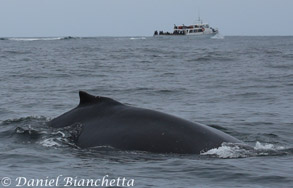 Humpback Whale with Pt Sur Clipper in background, photo by Daniel Bianchetta