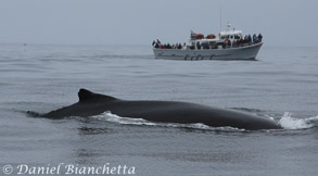 Humpback Whale and Pt Sur Clipper, photo by Daniel Bianchetta