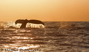 Humpback Whales at sunset, photo by Daniel Bianchetta