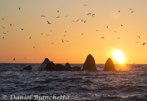 Humpback Whales lunge feeding at sunset, photo by Daniel Bianchetta