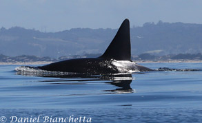 Killer Whale Fat Fin, photo by Daniel Bianchetta