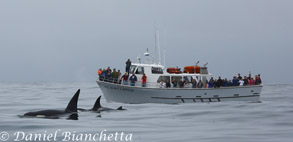 Killer Whales by Pt. Sur Clipper, photo by Daniel Bianchetta