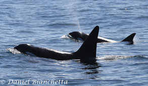 Killer Whales (CA45's), photo by Daniel Bianchetta