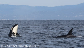 Killer Whales,  photo by Daniel Bianchetta