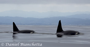 Killer Whales Fat Fin and Lonesome George, photo by Daniel Bianchetta