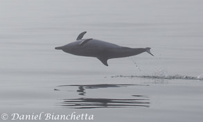 Long-beaked Common Dolphin, photo by Daniel Bianchetta