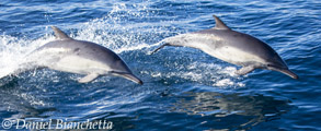 Long-beaked Common Dolphins, photo by Daniel Bianchetta