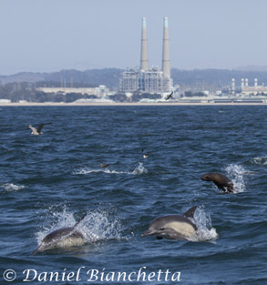 Long-beaked Common Dolphins and Sea Lion near Moss Landing, photo by Daniel Bianchetta