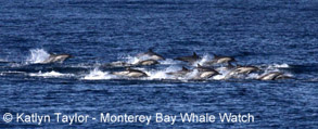 Long-beaked Common Dolphins "running", photo by Katlyn Taylor