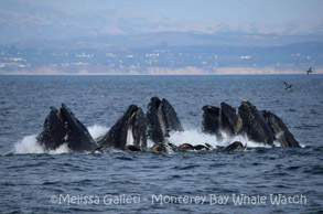 Lunge-feeding Humpback Whales, photo by Melissa Galieti