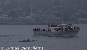 Minke Whale by Pt Sur Clipper, photo by Daniel Bianchetta