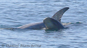 Mother and baby Risso's Dolphin, photo by Daniel Bianchetta