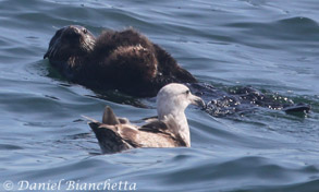 Mother Sea Otter with brand new pup, photo by Daniel Bianchetta