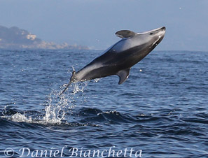 Pacific White-sided Dolphin, photo by Daniel Bianchetta