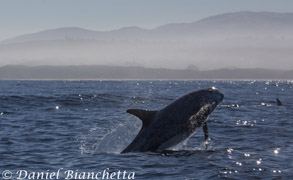 Risso's Dolphin, photo by Daniel Bianchetta